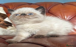 Exotic cats for sale: Last Remaining Exotic Shorthair Boy - Image 10