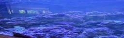 Other/Mixed Breed fish for sale: Marine fish lots in Bridgwater - Advert 8