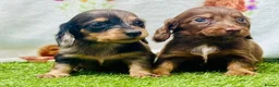 Miniature Dachshund dogs for sale: Long haired miniature dachshund girls - Advert 4