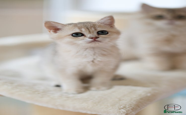 British Shorthair cats - Advert 9