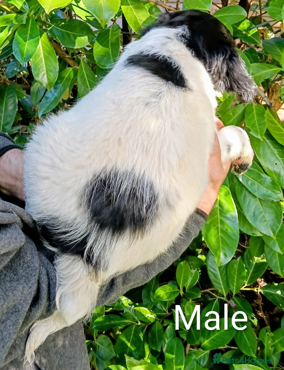 Mixed Breed dogs for sale: Three Springer Spaniel cross Puppies  - Image 5