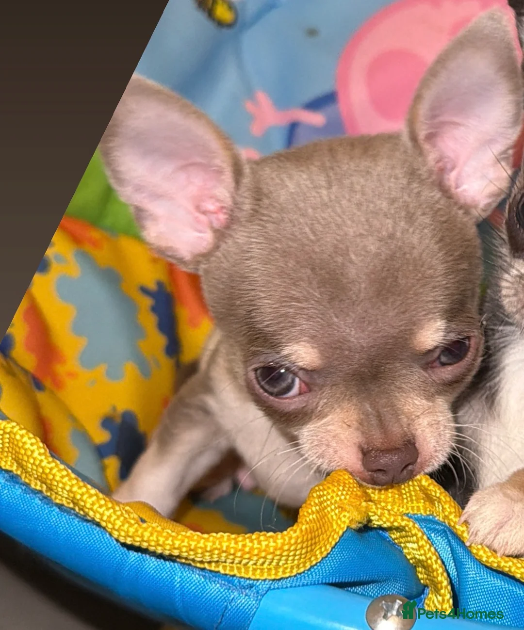 Chihuahua dogs for sale: Ready now Tiny Chihuahua Puppies  - Advert 8