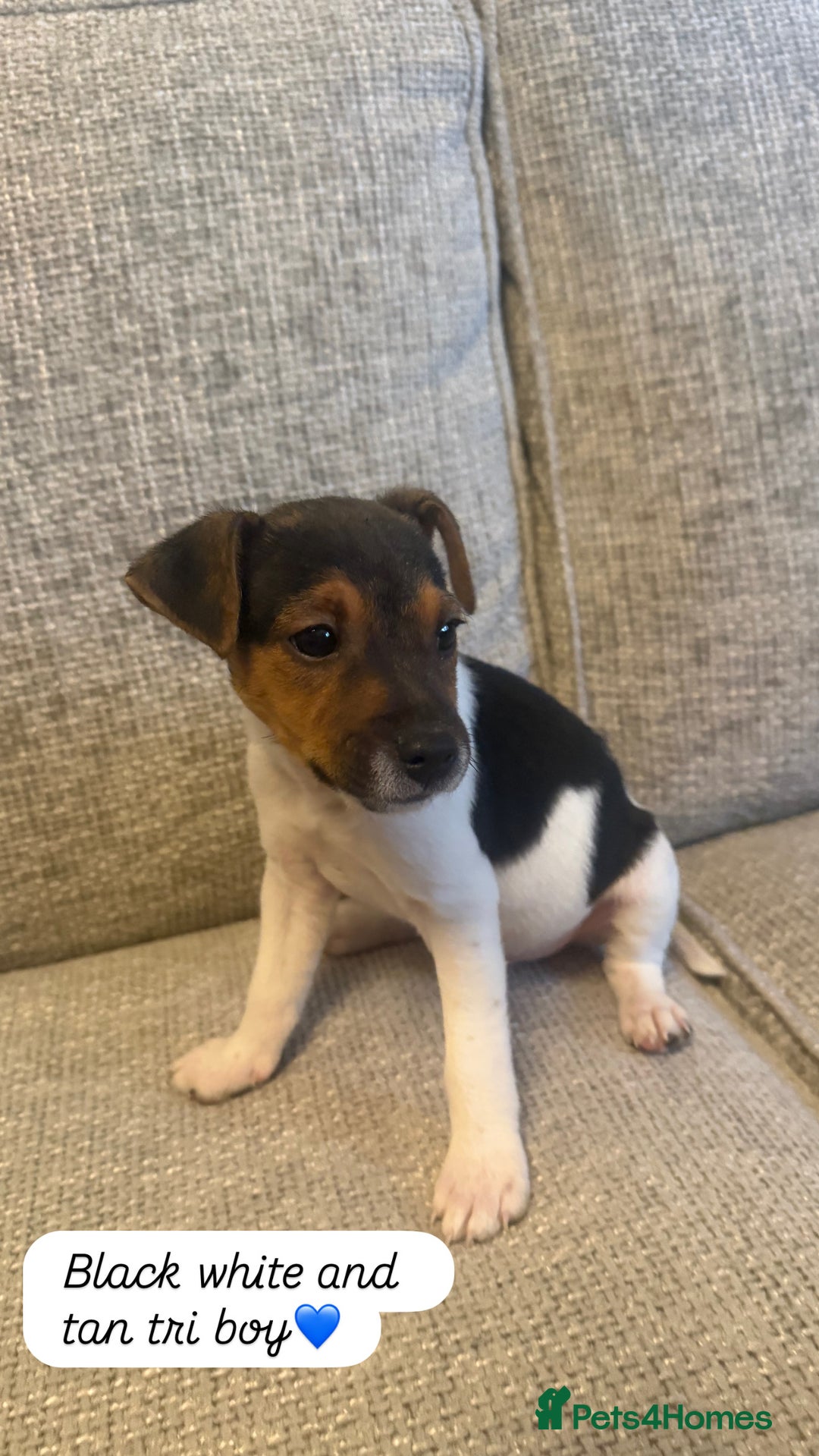 Jack Russell dogs for sale: 5 Jack Russell puppies - Advert 3