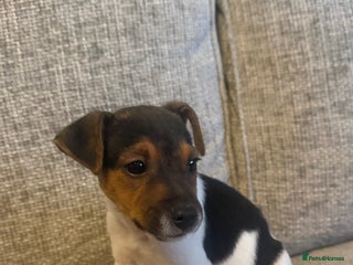 Jack Russell dogs 5 Jack Russell puppies - Advert 1