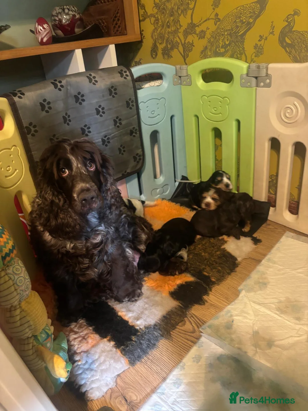 Cocker Spaniel dogs for sale: Kc show type cocker spaniels - Advert 7