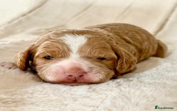 Cockapoo dogs for sale: F1b Miniature Cockapoo Pups Fully Health Tested - Advert 3