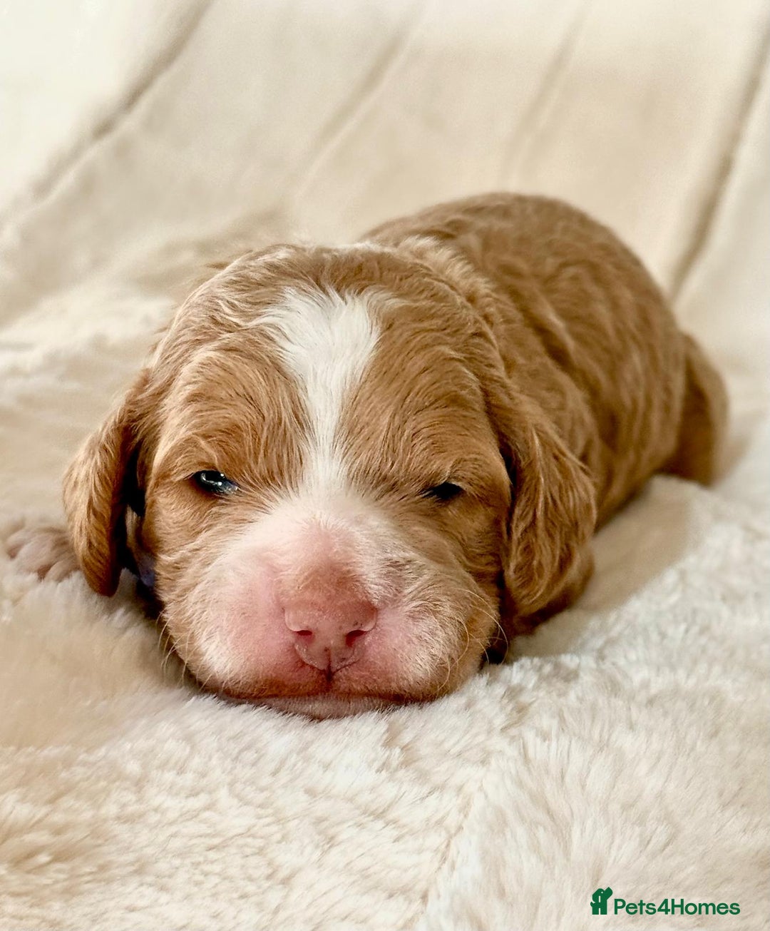 Cockapoo dogs for sale: F1b Miniature Cockapoo Pups Fully Health Tested - Advert 3