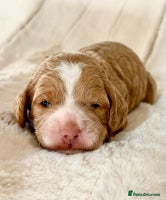 Cockapoo dogs F1b Miniature Cockapoo Pups Fully Health Tested - Advert 1