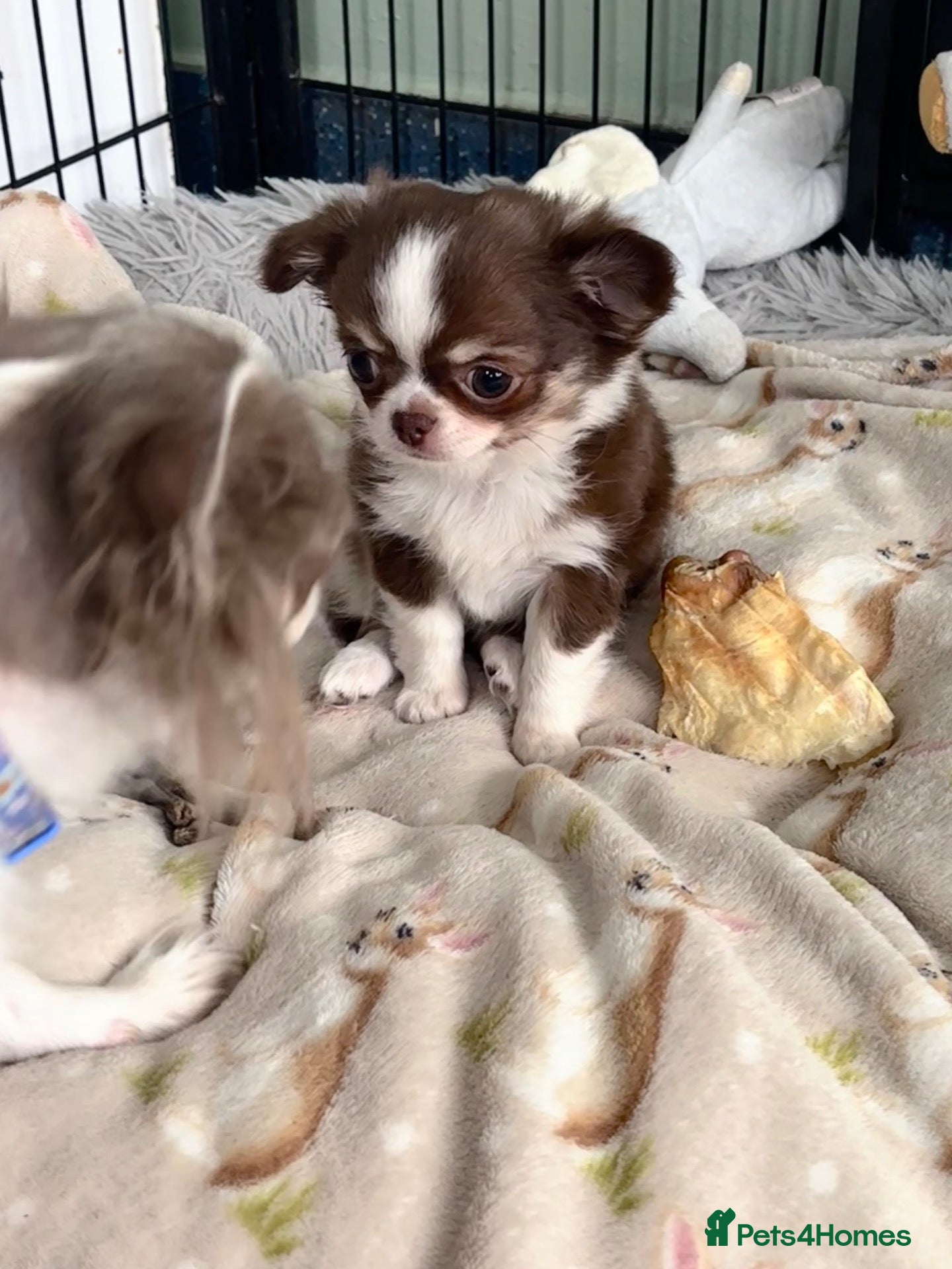 Chihuahua dogs Pretty tiny girl  - Advert 1