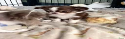 Chihuahua dogs for sale: Pretty tiny girl  - Advert 1