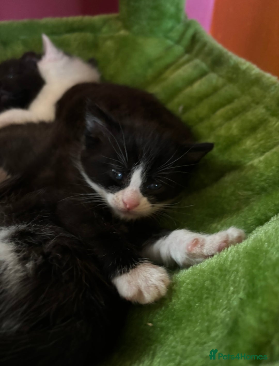 British Shorthair cats for sale: Gorgeous kittens ready for their forever home in Saint Helens - Image 17