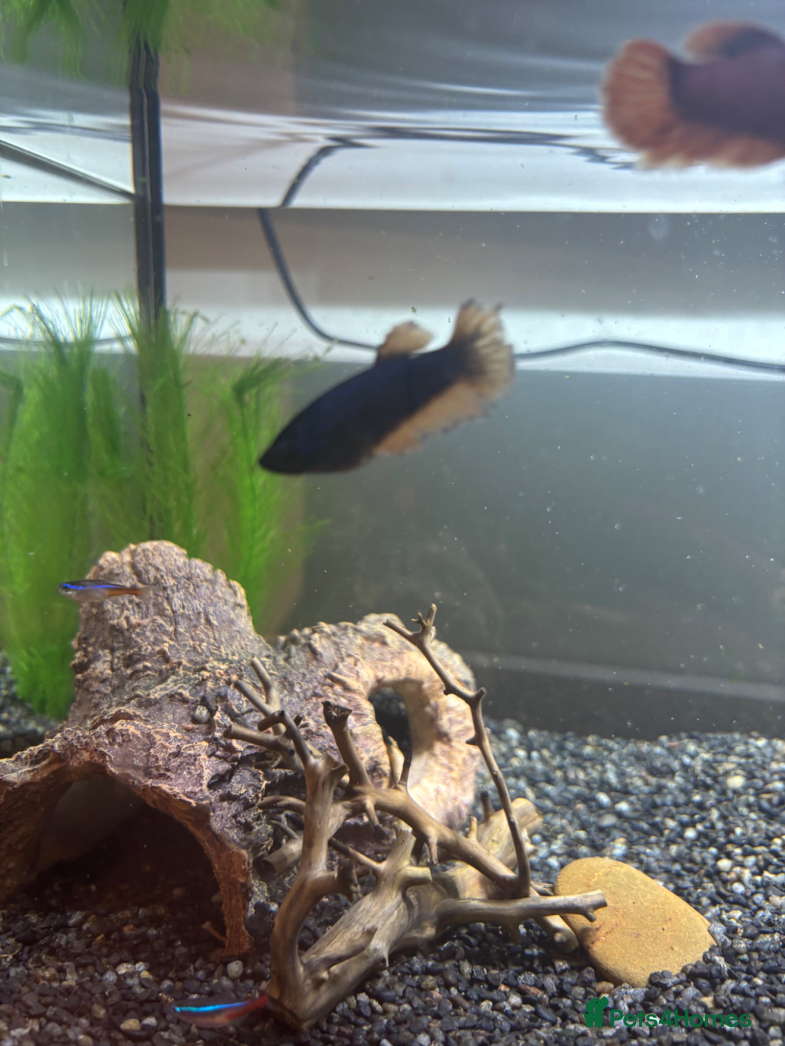 Bettas fish for sale: 3 bettas, 5 neon tetras, one clown pleco - Advert 4