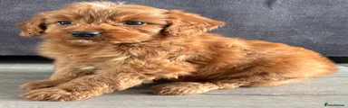 Cockapoo 4