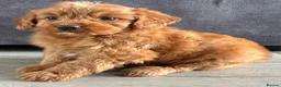 Cockapoo dogs for sale: Cockapoo puppies ready now - Advert 5