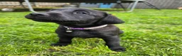 Labrador Retriever dogs for sale: *1 Girl left*Ready to Leave* KC Mam & Dad at home - Advert 6