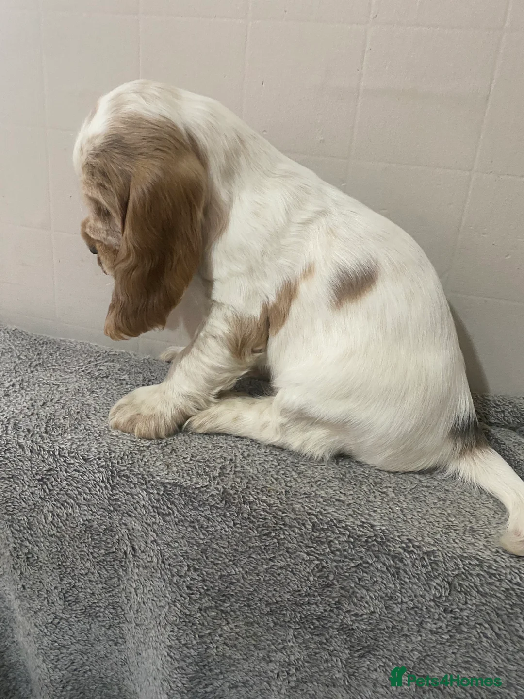 Cocker Spaniel dogs for sale: ‘Show Type’ Cocker Spaniel Puppies. KC Registered. - Advert 3