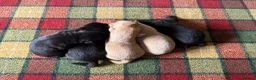 Labrador Retriever dogs for sale: Stunning KC Lab pups, health tested&many FTCH/Ws - Advert 5