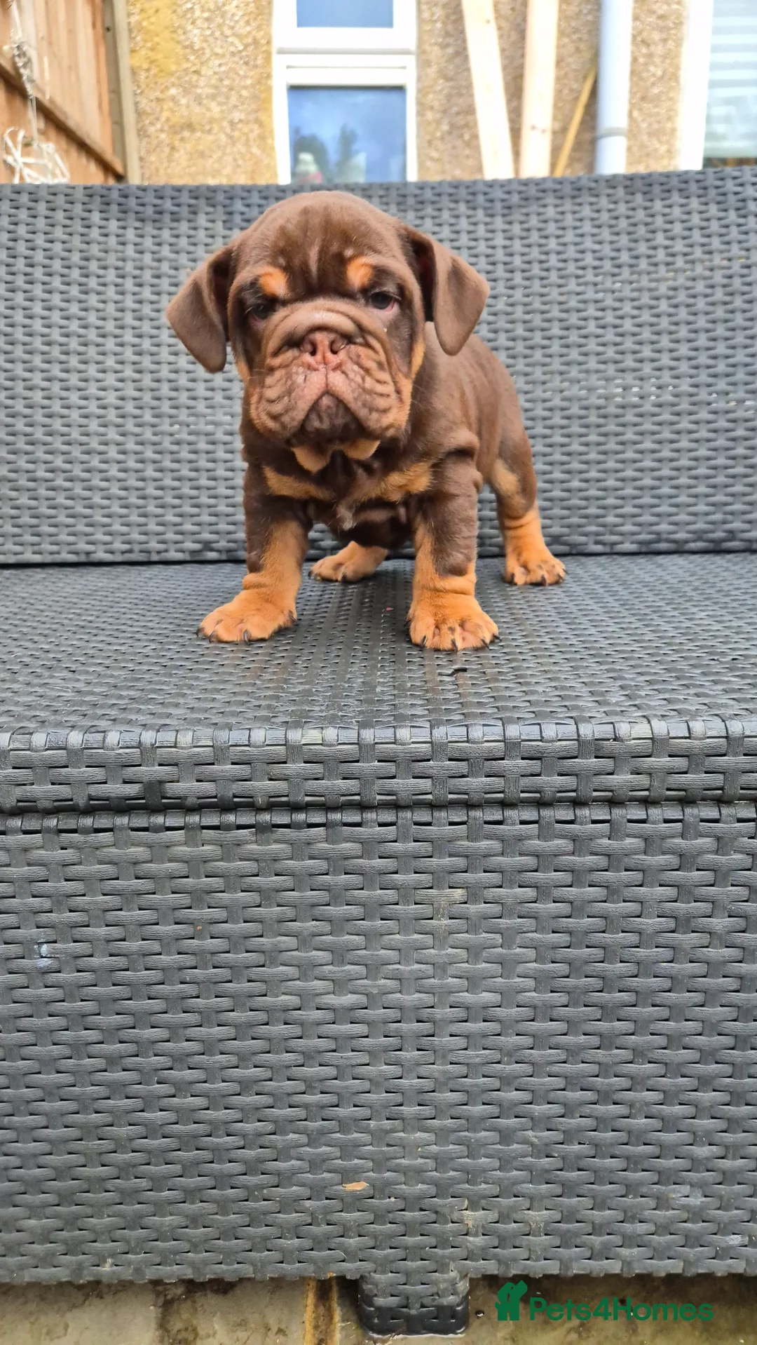 English Bulldog dogs for sale: Beautiful Chunky English Bulldog Pups - Advert 6