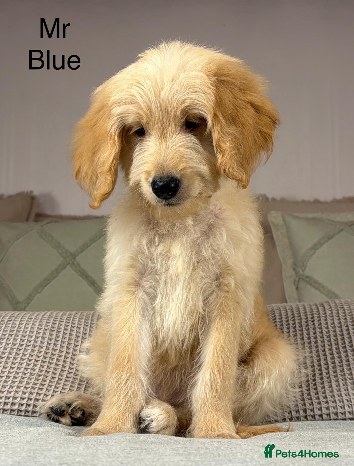 Goldendoodle dogs FULLY VACCINATED AND ABLE TO GO OUT ON WALKS.  - Advert 2