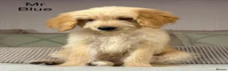 Goldendoodle dogs for sale: FULLY VACCINATED AND ABLE TO GO OUT ON WALKS.  - Advert 12