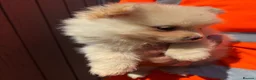 Pomeranian dogs for sale: Pomeranian Boy - Advert 3