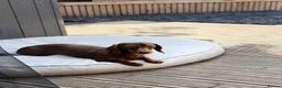 Miniature Dachshund dogs for sale: Lovely Miniature Dachshund - Choc and Tan in Winsford - Advert 2