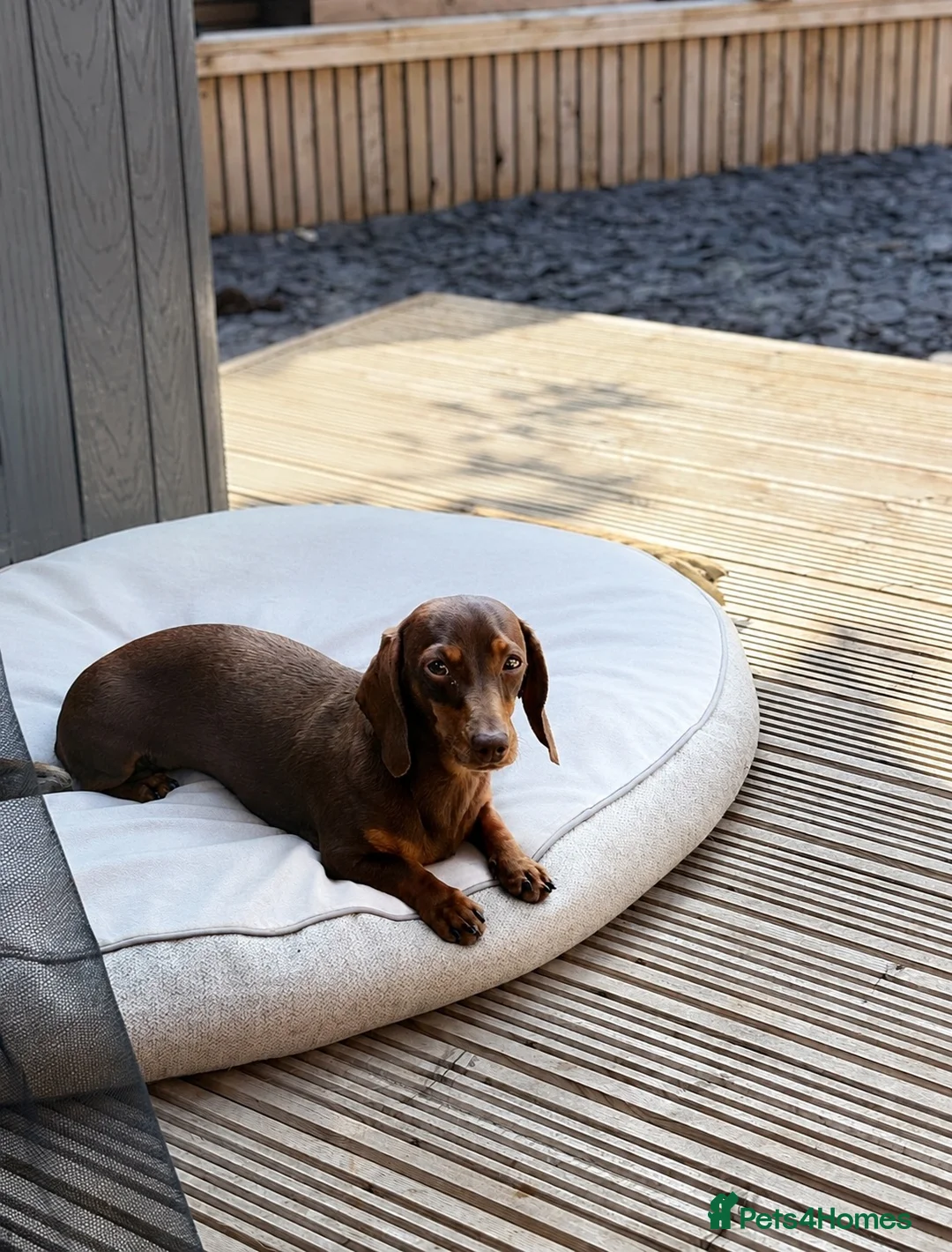 Miniature Dachshund dogs for sale: Lovely Miniature Dachshund - Choc and Tan in Winsford - Advert 2