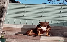 Olde English Bulldogge dogs for stud: olde english bulldogge - Image 1