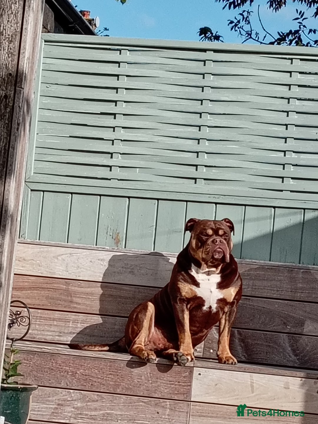 Olde English Bulldogge dogs for stud: olde english bulldogge - Image 1