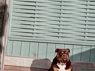 Olde English Bulldogge dogs - Advert 1