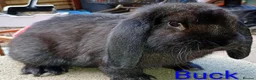 French Lop rabbits for sale: French lop  - Advert 9