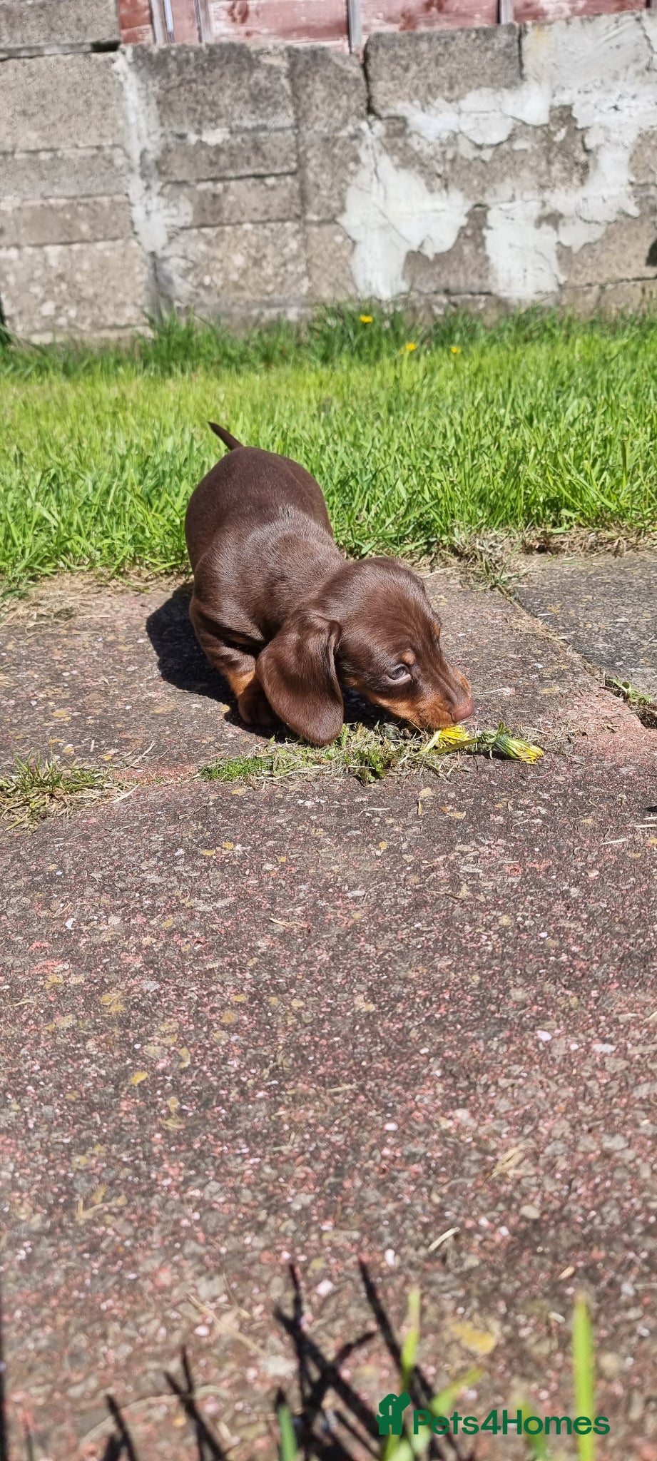 Dachshund dogs Standard dachshund  - Advert 2