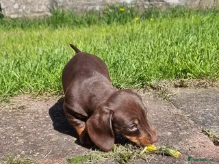 Dachshund dogs Standard dachshund - Advert 2