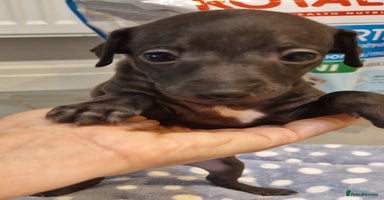 Italian Greyhound dogs - Advert 1