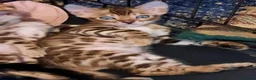 Bengal cats for sale: Stunning litter of brown rosetted Bengal cubs  - Advert 5