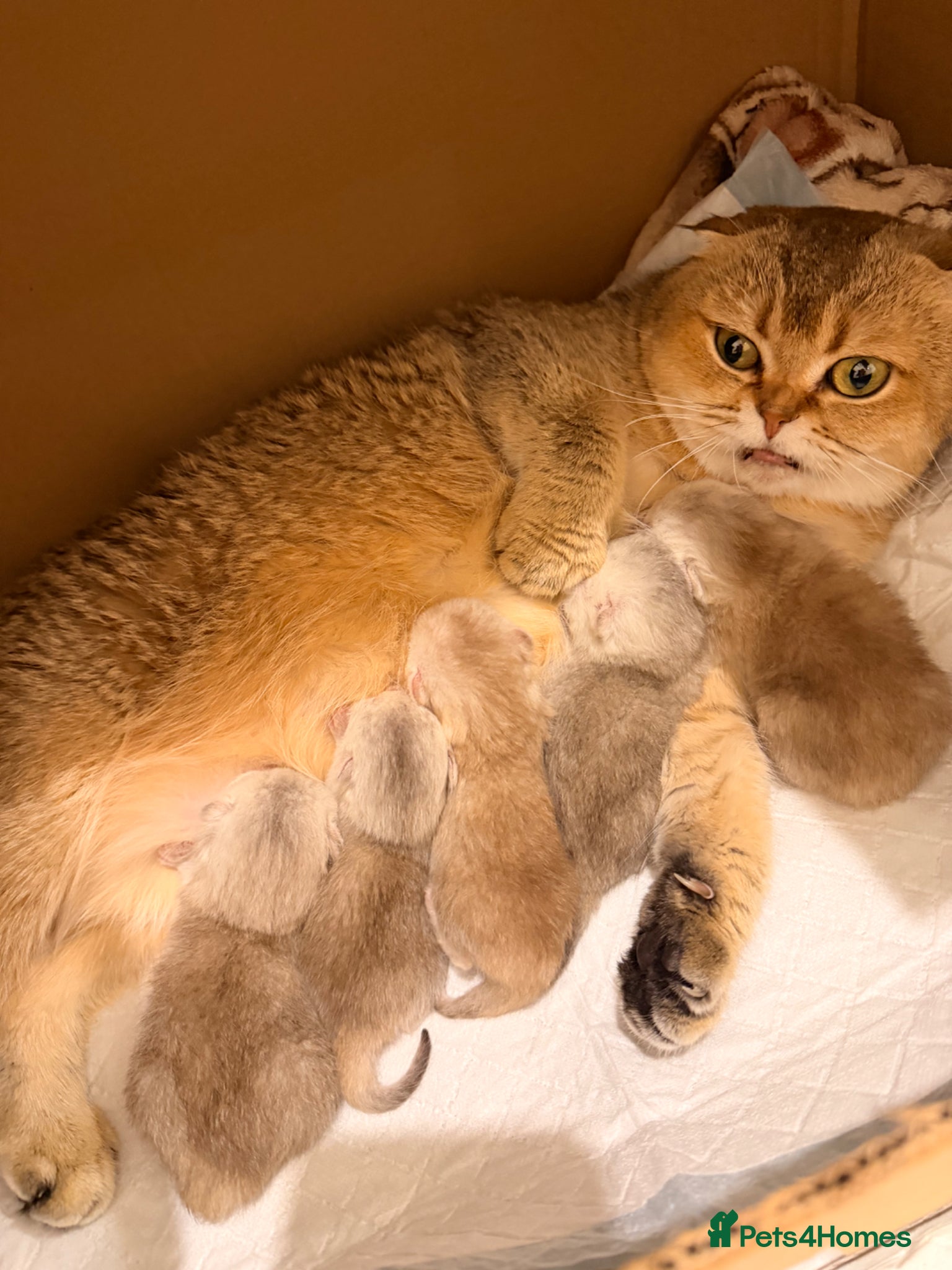 Scottish Fold cats Scottish fold and straight kittens. - Advert 2