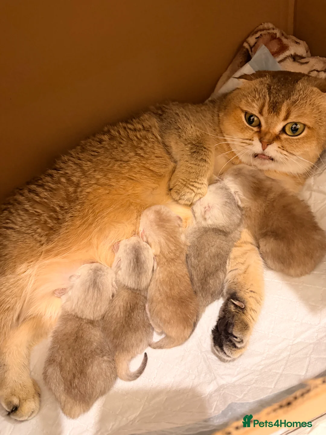 Scottish Fold cats for sale: Scottish fold and straight kittens. - Advert 2