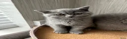 British Shorthair cats for sale: TWO ACTIVE GIRL AVAILABLE GCCF BSH  - Advert 4