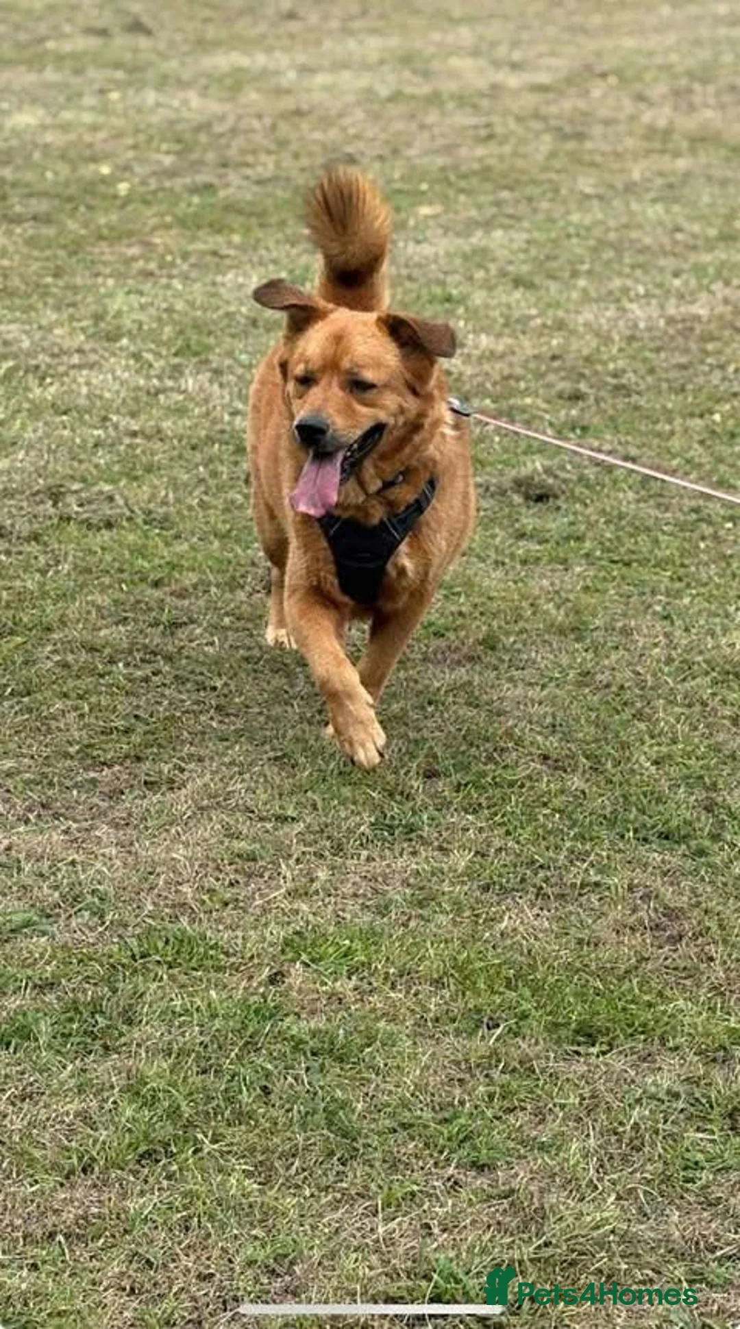 Mixed Breed dogs for adoption: Rescue boy Mason is looking for his second chance! - Advert 5