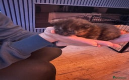 Mixed Breed cats for sale: Kittens for sale - Image 4