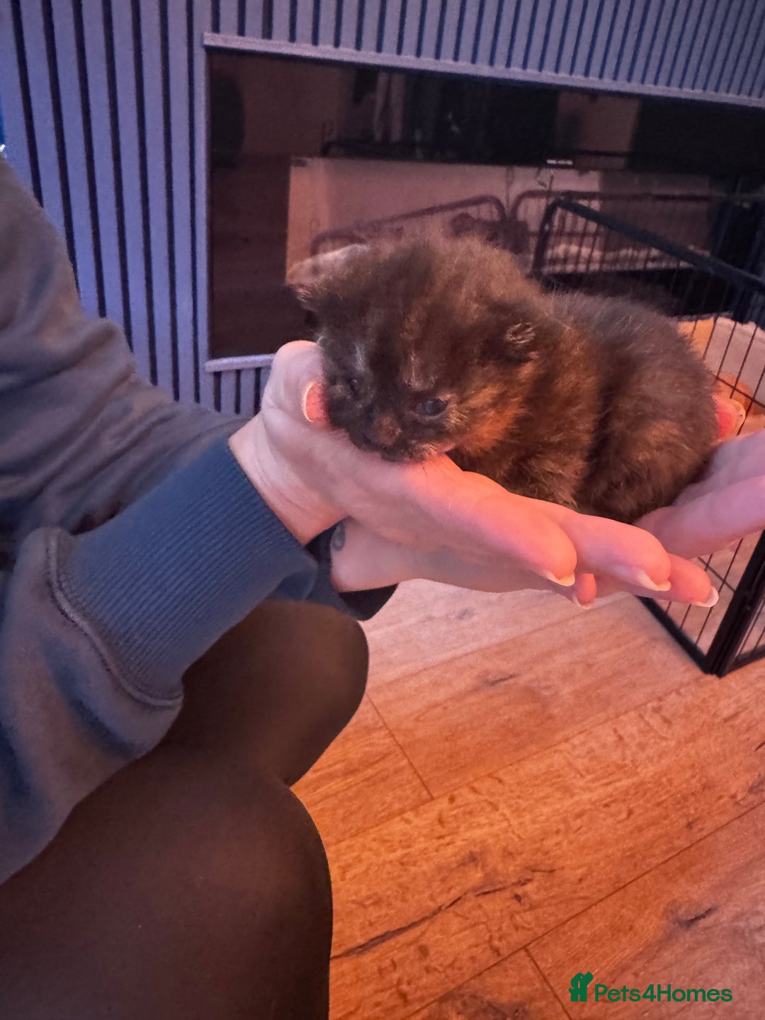 Mixed Breed cats for sale: Kittens for sale - Image 4