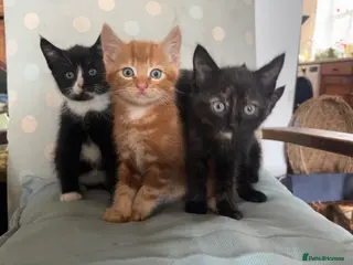 Mixed Breed cats Gorgeous kittens available - Advert 2