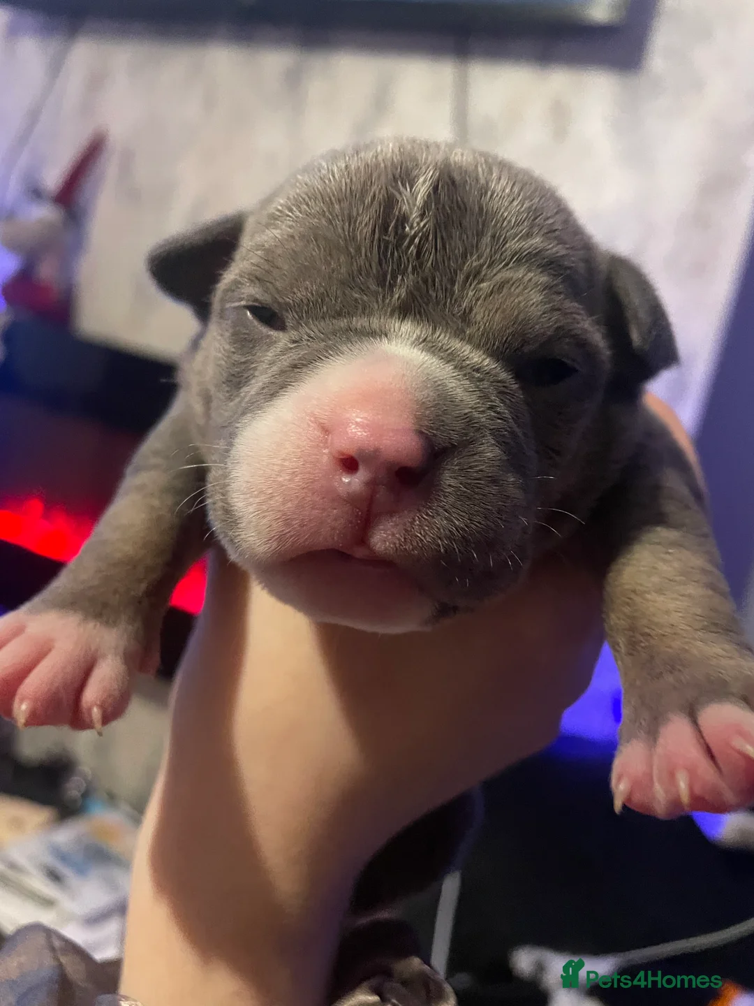 American Bully dogs for sale: American Pocket bully’s puppies  - Advert 30