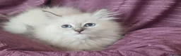 Siberian cats for sale: Pure Siberian Kittens - Advert 8
