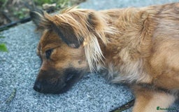 Mixed Breed dogs for adoption: Balto for adoption - Image 7