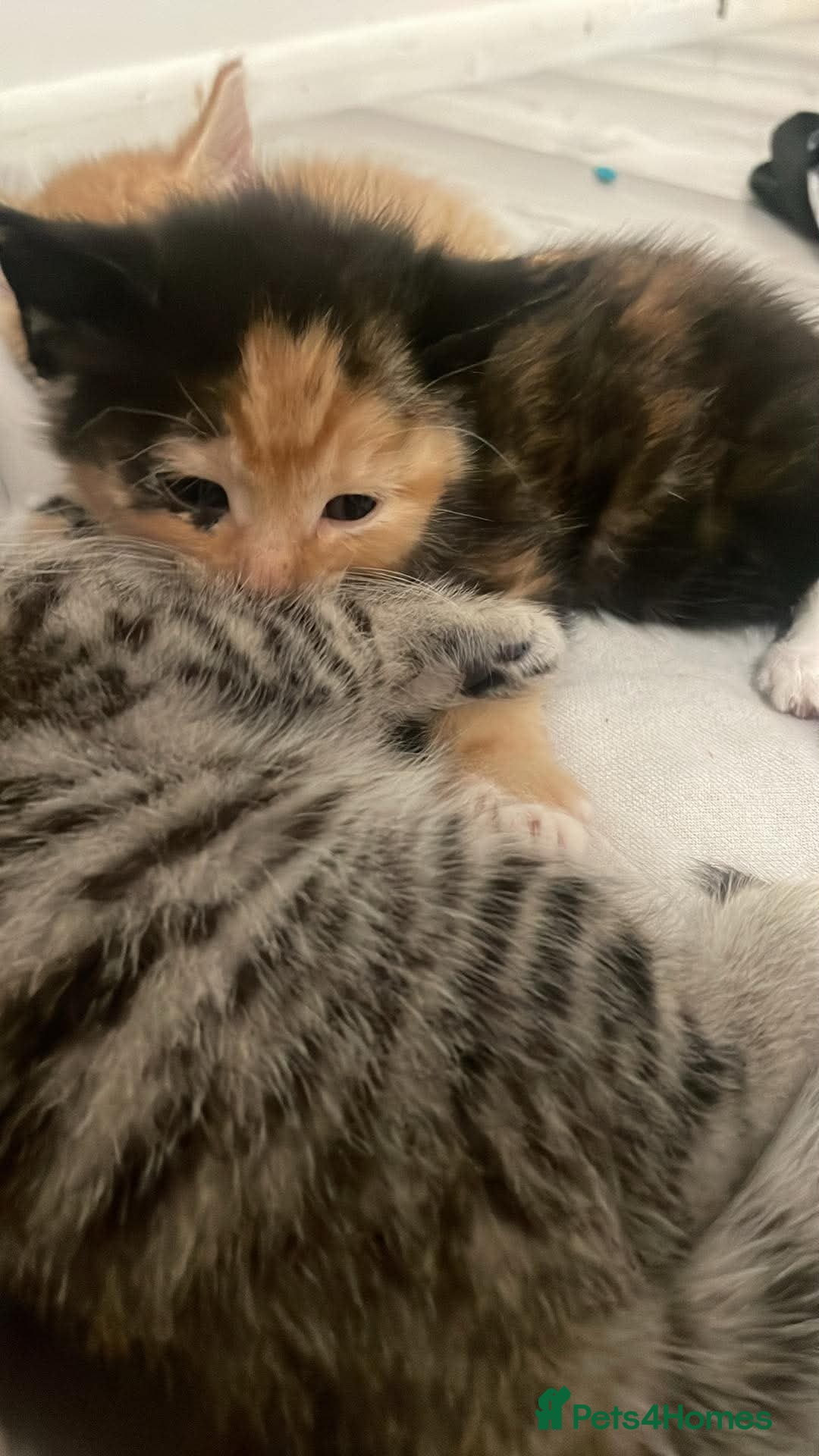 Mixed Breed cats 4 beautiful kittens  - Advert 2