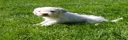 Lagotto Romagnolo dogs for sale: Lagotto Romagnolo Italian Water/Truffle Dogs   - Advert 11