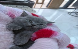 British Shorthair cats for sale: GCCF champion bloodline BSH blue kittens.  - Image 7