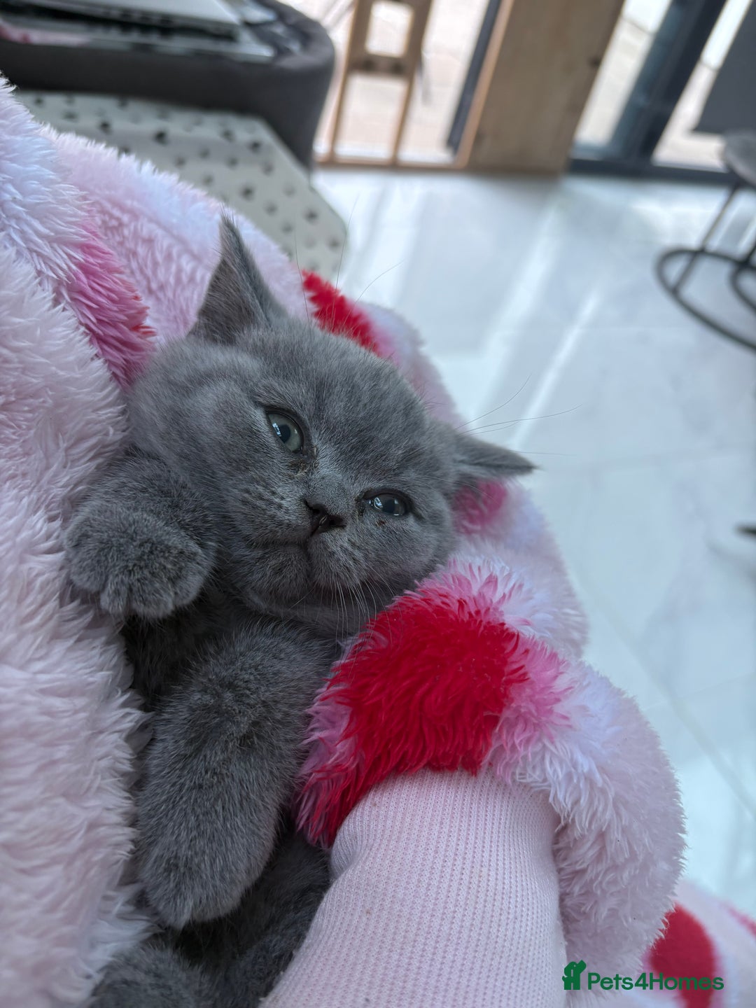 British Shorthair cats for sale: GCCF champion bloodline BSH blue kittens.  - Image 7