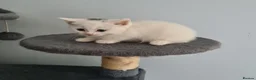 Scottish Fold cats for sale: 6 Scottish fold kittens - Advert 20